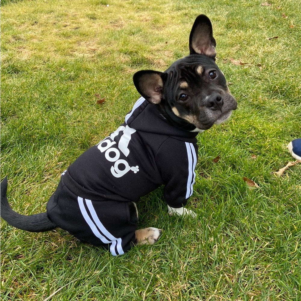 Dog Adidas Track Suit